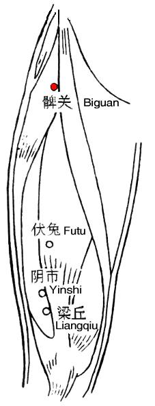 髀關- TCM Wiki